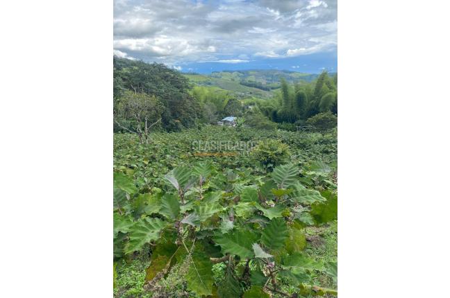 Fincas y Casas Campestres, Venta, Calima (Darién) - $450.000.000