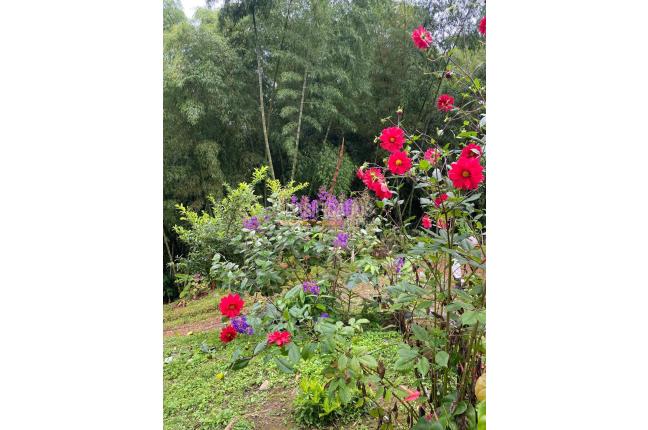 Fincas y Casas Campestres, Venta, Calima (Darién) - $450.000.000