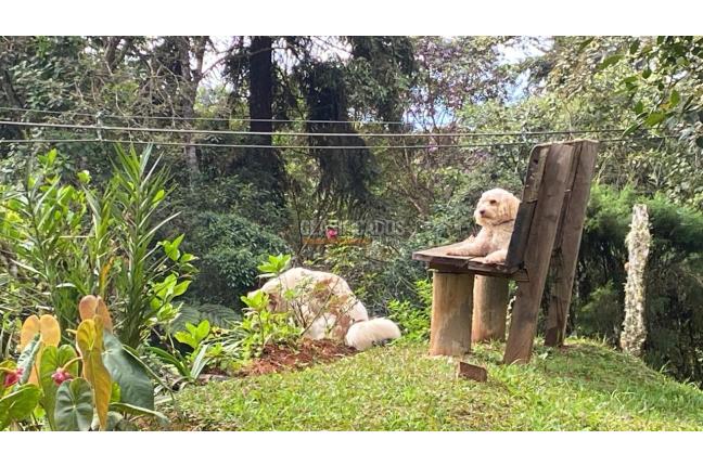 Fincas y Casas Campestres, Venta, La Elvira - $510.000.000