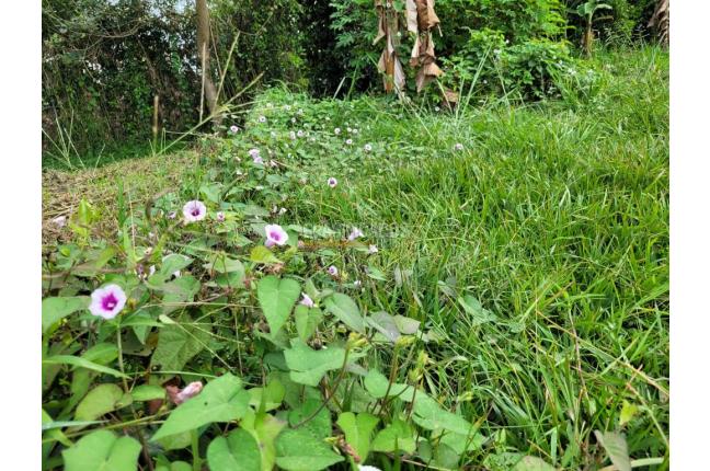 Casas, Venta, Jamundí - $390.000.000