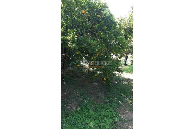 Fincas y Casas Campestres, Venta, Santander de Quilichao - $110.000.000