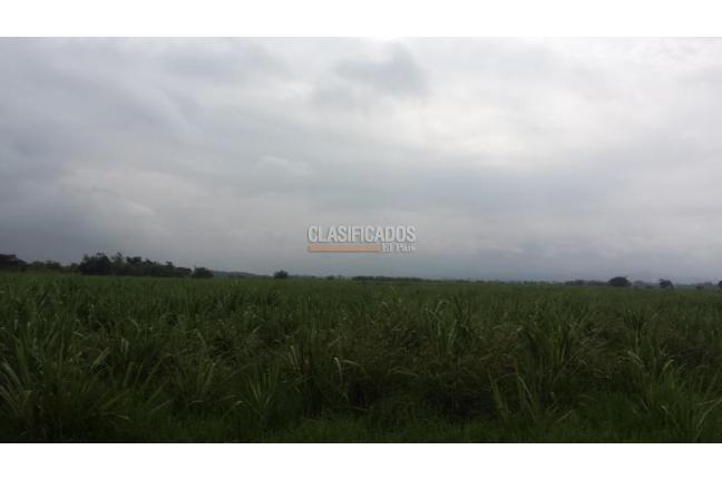 Lotes, Venta, Palmira - $3.500.000.000