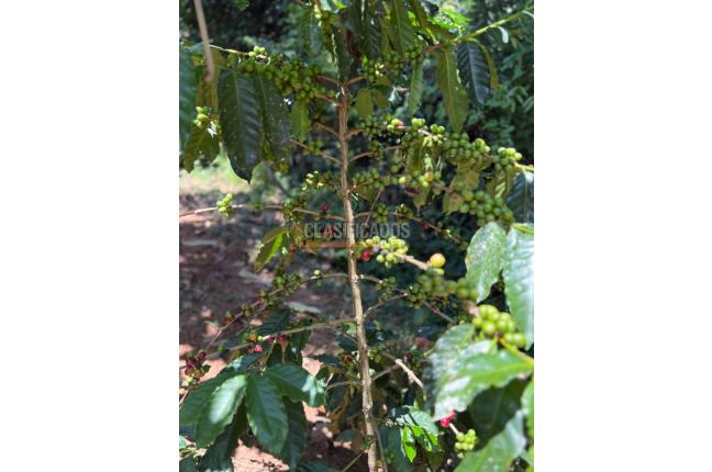 Casas, Alquiler en Floridablanca