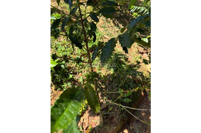 Casas, Alquiler, Floridablanca - $2.500.000