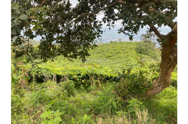 Fincas y Casas Campestres, Venta, Ginebra - $550.000.000