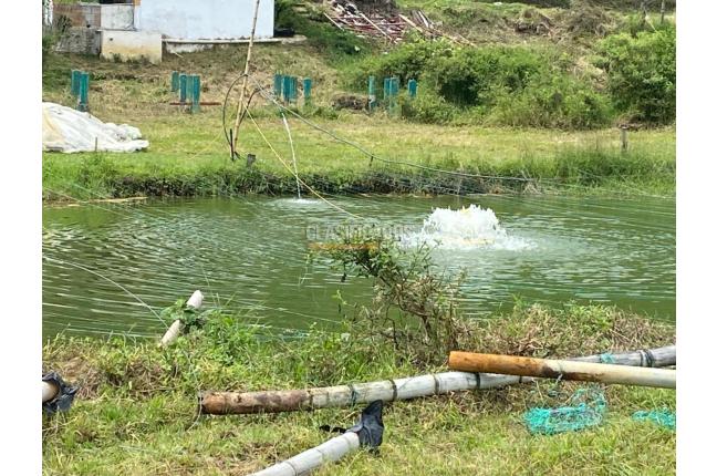 Fincas y Casas Campestres, Venta, Ginebra - $550.000.000