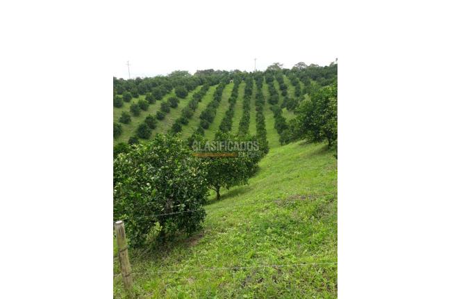 Fincas y Casas Campestres, Venta, Montenegro - $3.200.000.000