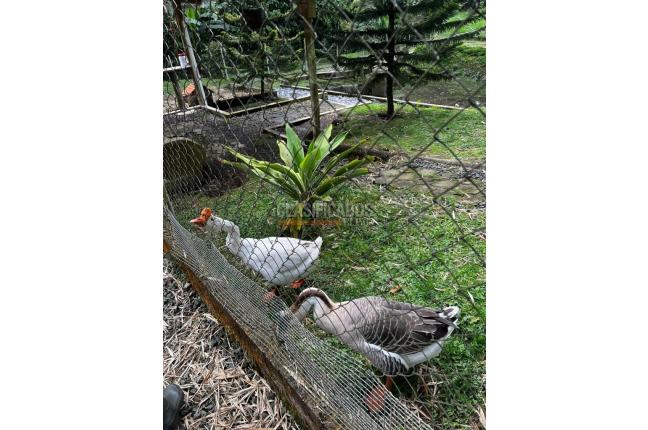 Fincas y Casas Campestres, Venta, Pereira - $2.500.000.000