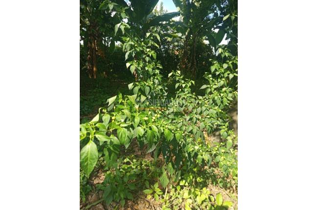 Fincas y Casas Campestres, Venta, Candelaria - $700.000.000