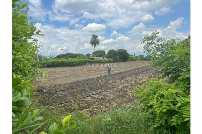 Lotes, Venta, Palmira - $480.000.000