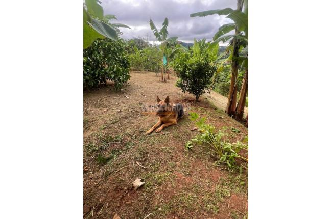 Fincas y Casas Campestres, Venta, Dagua - $450.000.000