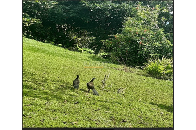 Fincas y Casas Campestres, Venta en Dagua