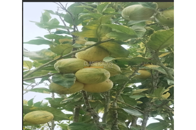 Fincas y Casas Campestres, Venta, Dagua - $400.000.000