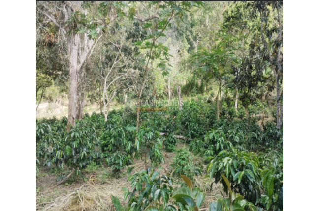 Fincas y Casas Campestres, Venta, Dagua - $400.000.000