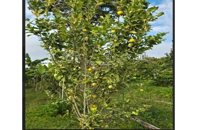 Fincas y Casas Campestres, Venta, Dagua - $400.000.000