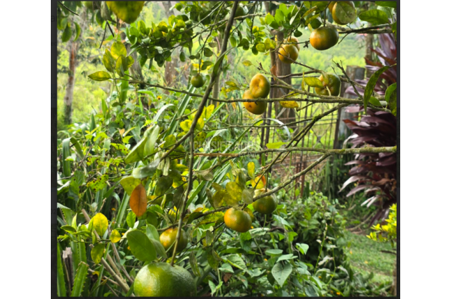 Fincas y Casas Campestres, Venta, Dagua - $400.000.000