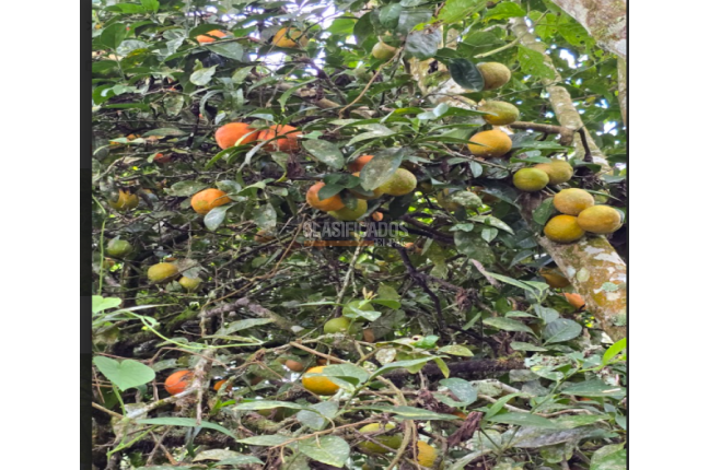 Fincas y Casas Campestres, Venta, Dagua - $400.000.000