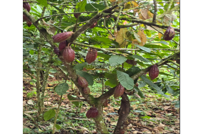 Fincas y Casas Campestres, Venta, Dagua - $400.000.000