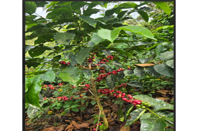 Fincas y Casas Campestres, Venta, Dagua - $400.000.000