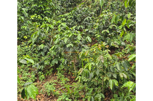 Fincas y Casas Campestres, Venta, Dagua - $400.000.000