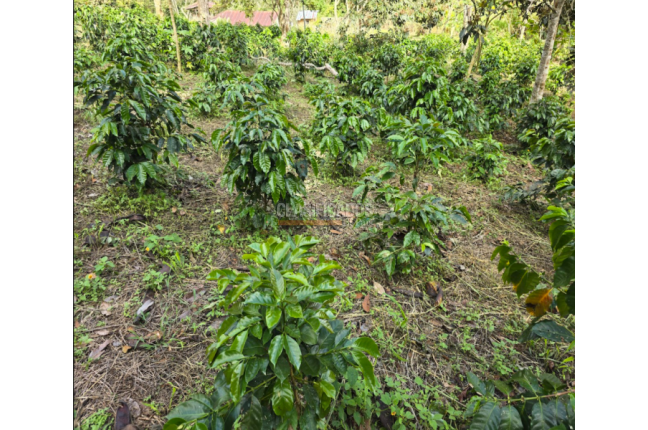 Fincas y Casas Campestres, Venta, Dagua - $400.000.000