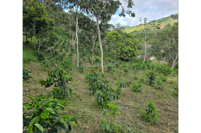 Fincas y Casas Campestres, Venta, Dagua - $400.000.000