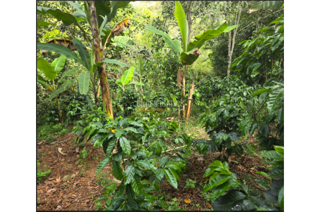 Fincas y Casas Campestres, Venta, Dagua - $400.000.000