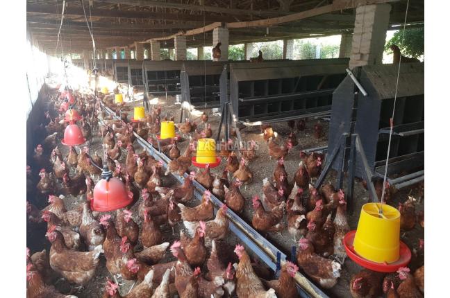 Fincas y Casas Campestres, Venta, San Pedro - $2.000.000.000