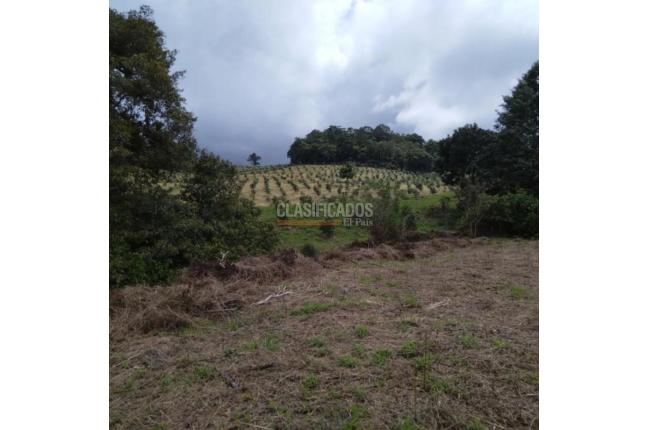 Lotes, Venta, Calima (Darién) - $900.000.000