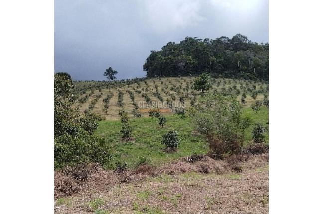 Lotes, Venta, Calima (Darién) - $900.000.000