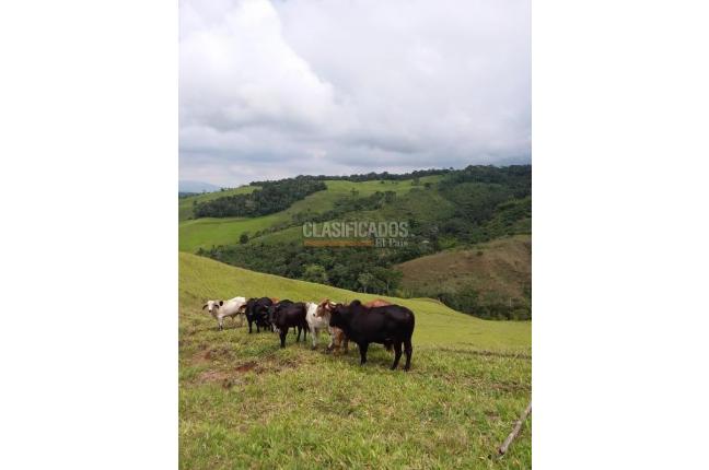 Lotes, Venta, Restrepo - $1.318.500.000