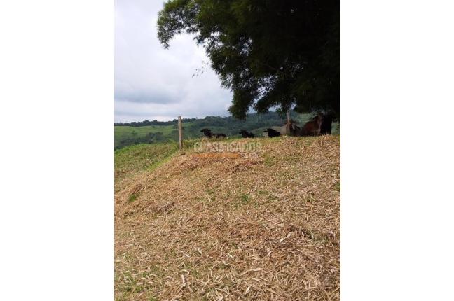 Lotes, Venta, Restrepo - $1.318.500.000