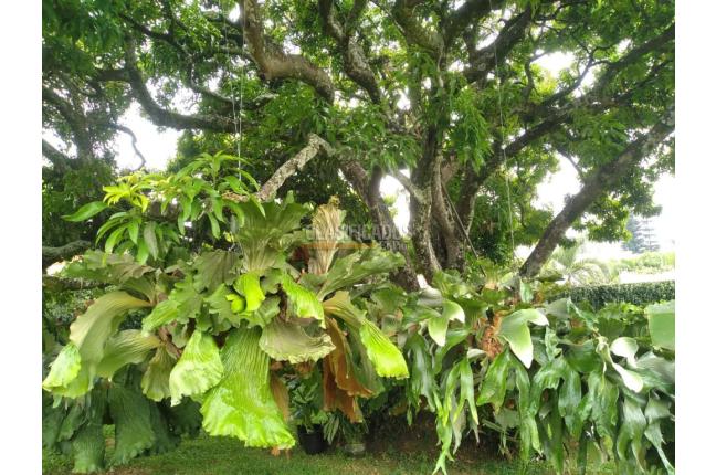 Casas, Venta, Ciudad Jardín - $6.000.000.000