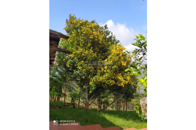 Fincas y Casas Campestres, Venta, La Elvira - $250.000.000