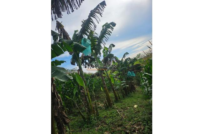 Lotes, Venta, Pereira - $225.000.000