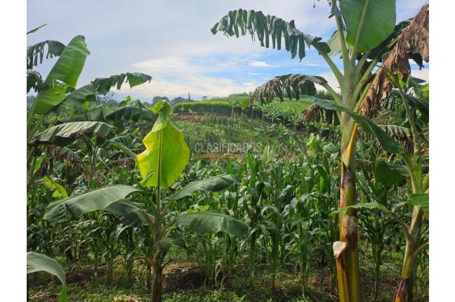 Lotes, Venta, Pereira - $225.000.000