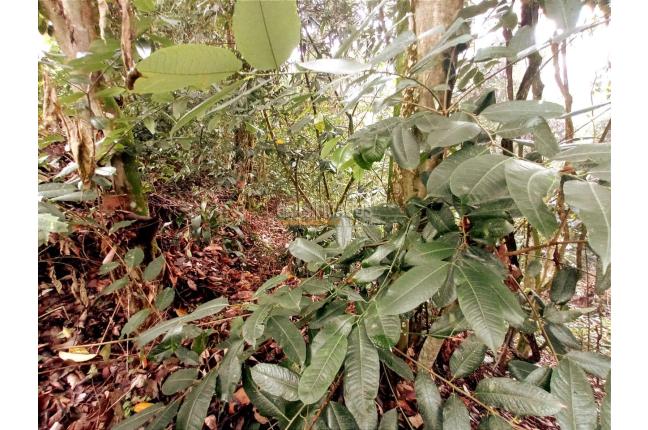 Lotes, Venta, Yumbo - $1.550.000.000