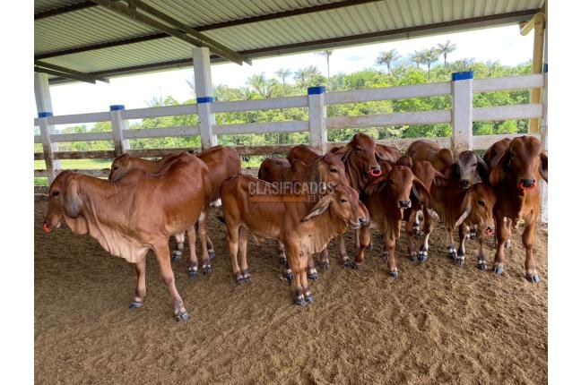 Fincas y Casas Campestres, Venta, Villavicencio - $2.160.000.000