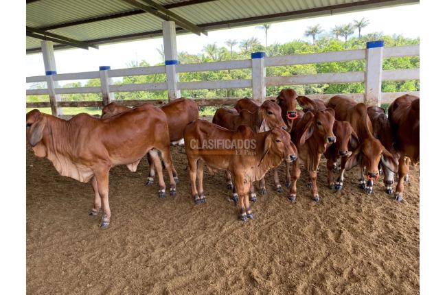 Fincas y Casas Campestres, Venta en Villavicencio