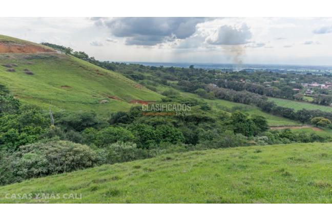 Lotes, Venta, Palmira - $650.000.000