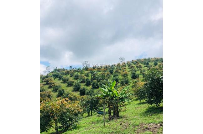 Fincas y Casas Campestres, Venta, Calima (Darién) - $1.850.000.000