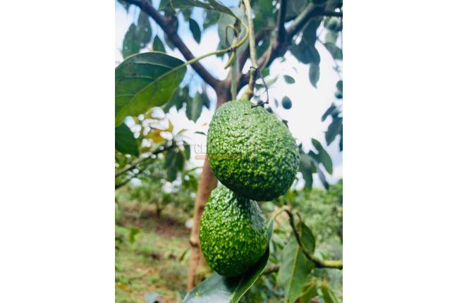 Fincas y Casas Campestres, Venta, Calima (Darién) - $1.850.000.000