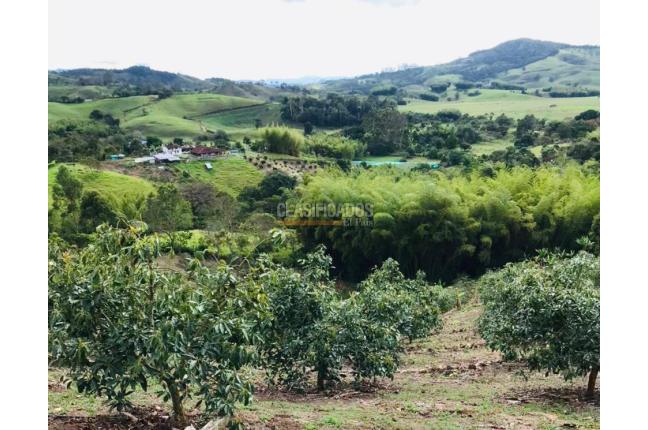 Fincas y Casas Campestres, Venta, Calima (Darién) - $1.850.000.000