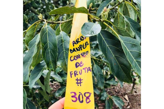 Fincas y Casas Campestres, Venta, Calima (Darién) - $1.850.000.000