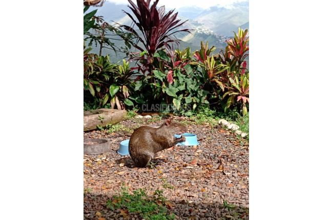 Lotes, Venta, Cristo Rey - $290.000.000