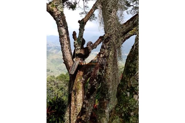 Lotes, Venta, Cristo Rey - $290.000.000