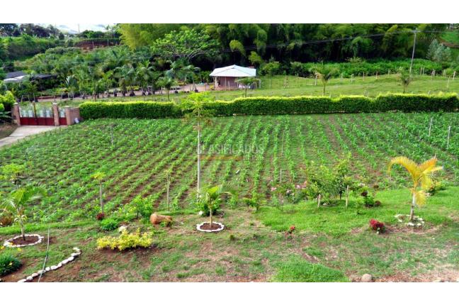 Fincas y Casas Campestres, Venta, Calima (Darién) - $850.000.000