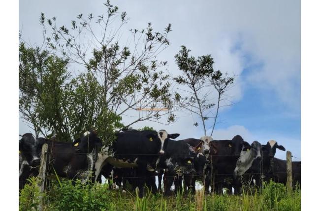 Fincas y Casas Campestres, Venta, La Cumbre - $5.511.000.000