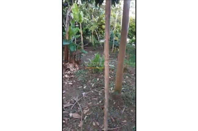 Casas, Venta, Calima (Darién) - $450.000.000