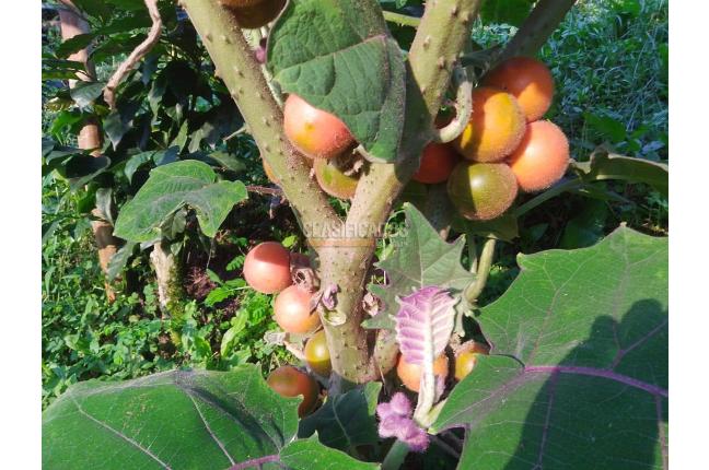 Fincas y Casas Campestres, Venta en Ginebra